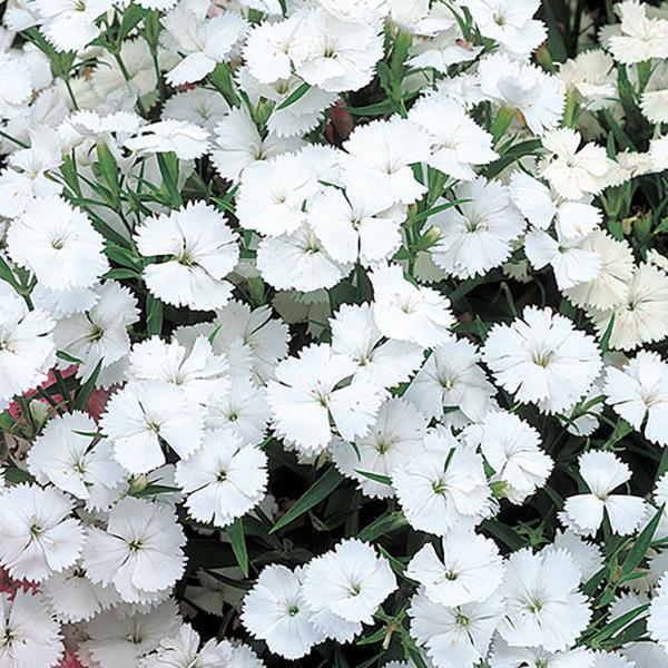 Dianthus 'Telstar White' ~ Telstar White Dianthus-ServeScape