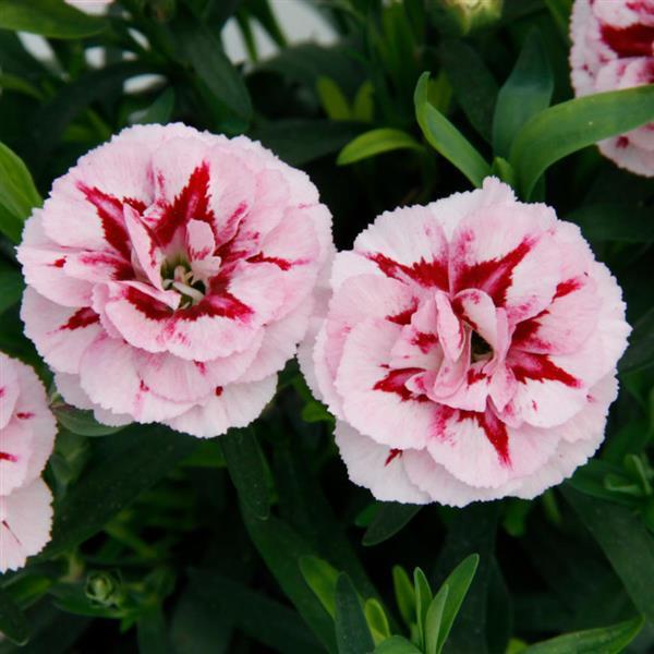 Dianthus caryophyllus 'KLEDP18090' ~ Oscar® Purple Star Dianthus-ServeScape