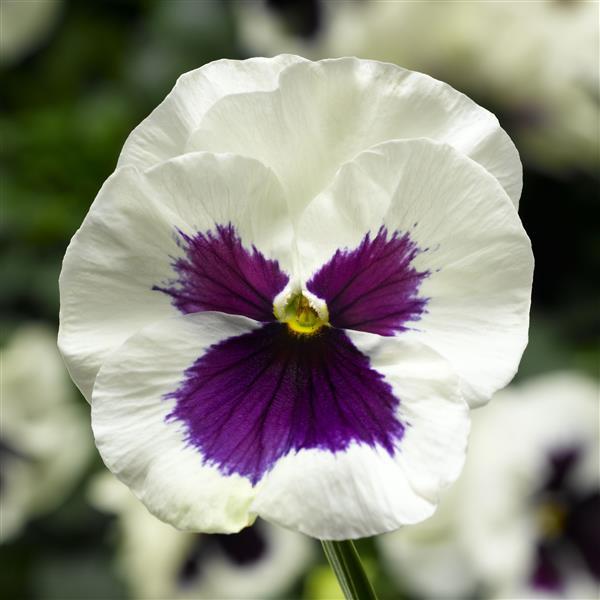 Viola x wittrockiana 'Delta Pro White with Blotch' ~ Delta™ Pro White with Blotch Pansy-ServeScape