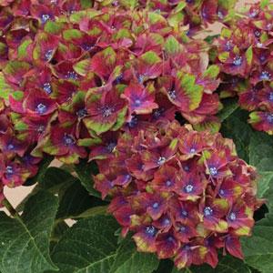 Hydrangea macrophylla 'Horwack' PP25577 ~ Pistachio™ Hydrangea-ServeScape