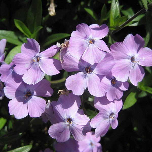 Phlox x hybrida 'PPPHL07301' ~ Paparazzi™ Angelina Phlox-ServeScape