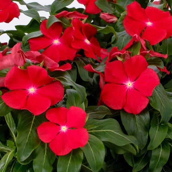 Catharanthus roseus 'Cora XDR Red Glow' ~ Cora® XDR Red Glow Vinca-ServeScape