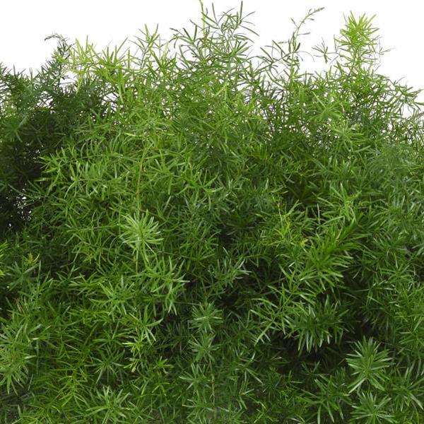 Asparagus densiflorus 'PAS1668467' ~ FuzzyFern™ Frizz Asparagus Fern-ServeScape