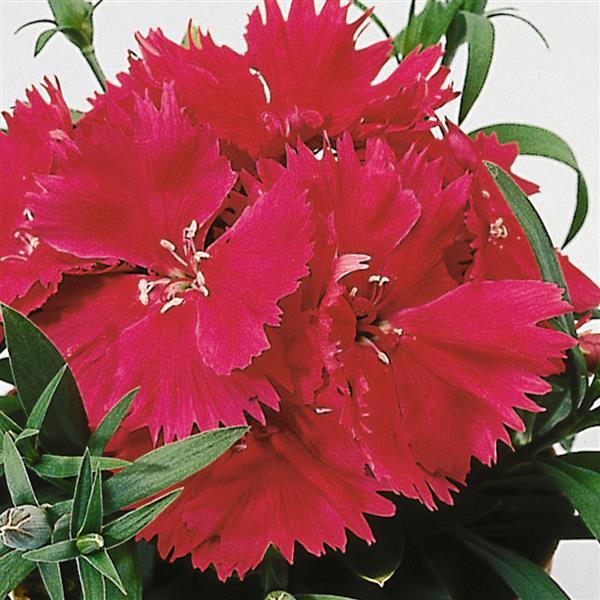 Dianthus 'Diana Rose Shades' ~ Diana Rose Shades Dianthus-ServeScape