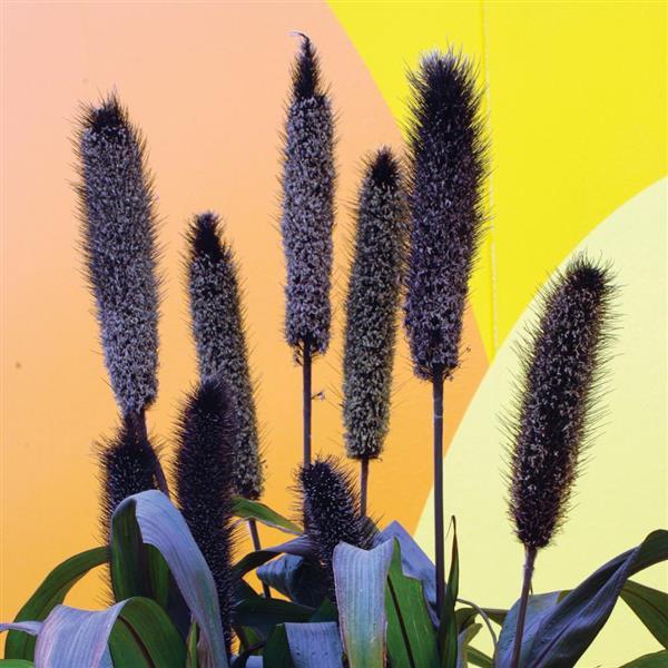 Pennisetum glaucum 'Purple Baron' ~ Purple Baron Ornamental Millet-ServeScape