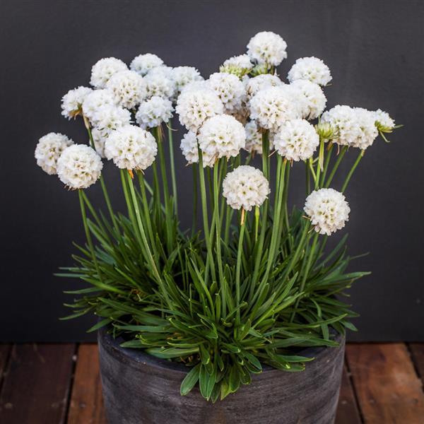 Armeria pseudarmeria 'Dream Clouds' ~ Dreameria® Dream Clouds Thrift-ServeScape