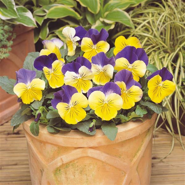 Viola x wittrockiana 'PAS460054' ~ Matrix® Morpheus Pansy-ServeScape