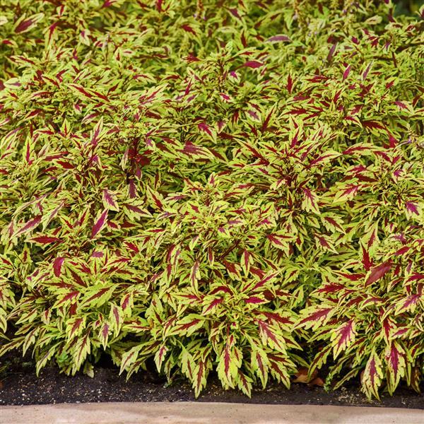 Solenostemon scutellarioides 'UF12-82-3' ~ FlameThrower™ Chipotle Coleus-ServeScape