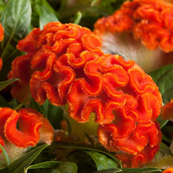 Celosia cristata 'Twisted Dark Orange' ~ Twisted Dark Orange Celosia-ServeScape