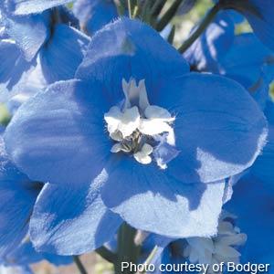 Delphinium 'M.F. Mid Blue White Bee' ~ Magic Fountain Mid Blue White Bee Delphinium-ServeScape