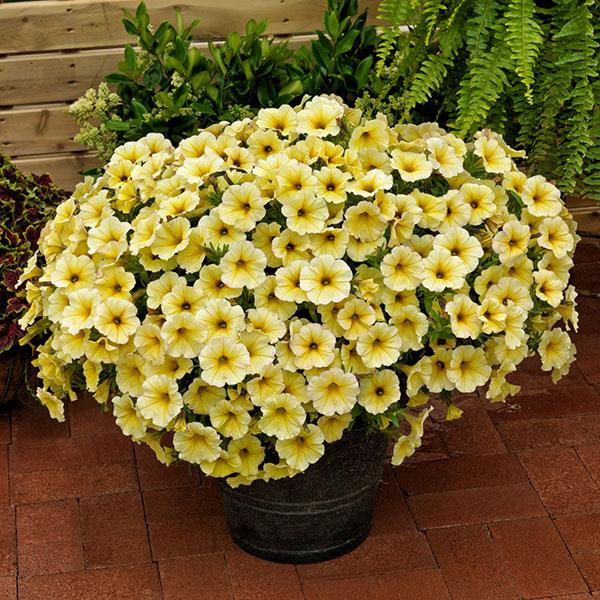 Petchoa 'SAKPXC017' ~ SuperCal® Light Yellow Petchoa-ServeScape