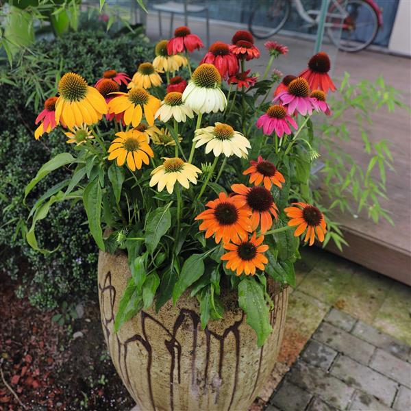Echinacea x 'PollyNation Mix' ~ PollyNation™ Mix Echinacea, Coneflower-ServeScape