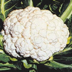 Brassica oleracea var. botrytis 'Snow Crown' ~ Snow Crown Cauliflower-ServeScape