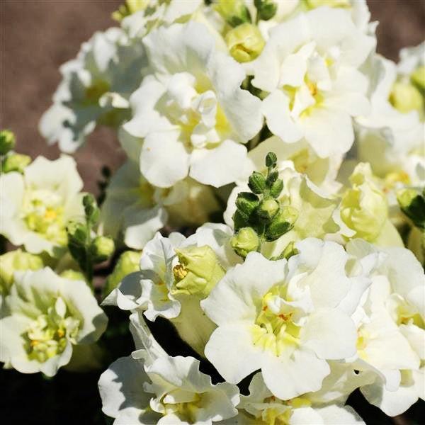 Antirrhinum majus nanum 'Twinny White' ~ Twinny White Snapdragon-ServeScape