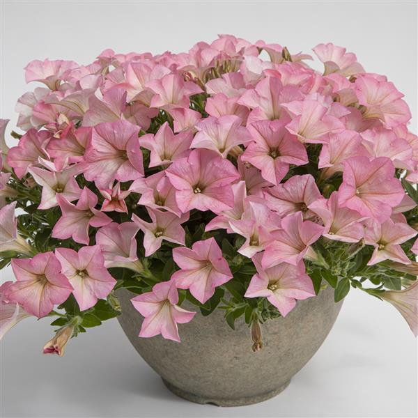 Petunia hybrid 'Cashmere Pink' ~ PW® Surfinia® Heavenly Cashmere Pink Petunia-ServeScape