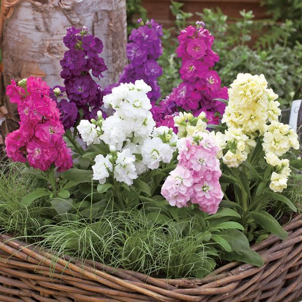 Matthiola incana 'Harmony Mix' ~ Harmony™ Mix Stock-ServeScape
