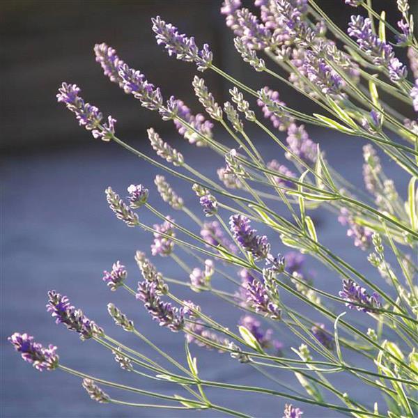 Lavandula angustifolia 'Momparler' ~ Platinum Blonde™ English Lavender-ServeScape