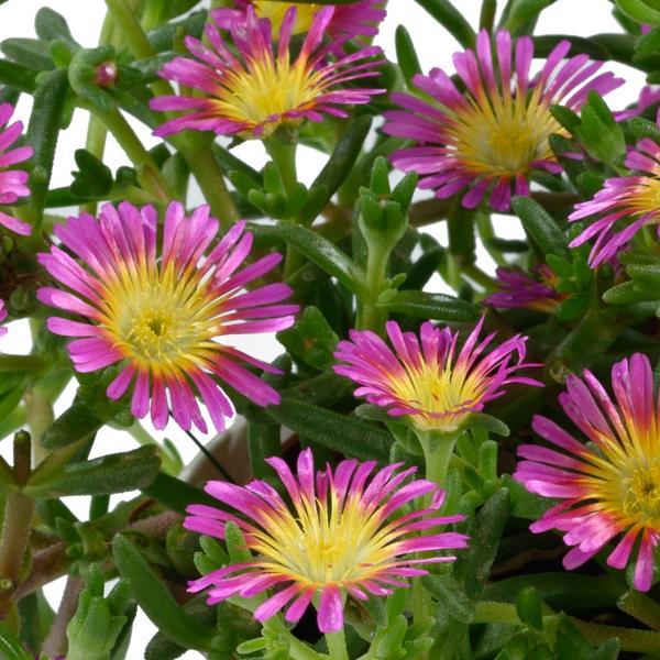 Delosperma cooperi 'SandGem Fuchsia' ~ SandGem™ Fuchsia Ice Plant-ServeScape