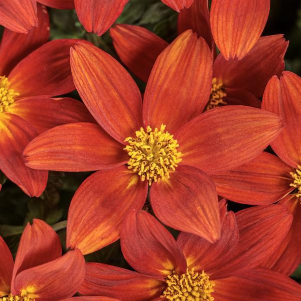 Bidens 'Campfire Red Ember' ~ PW® Campfire® Red Ember Bidens-ServeScape