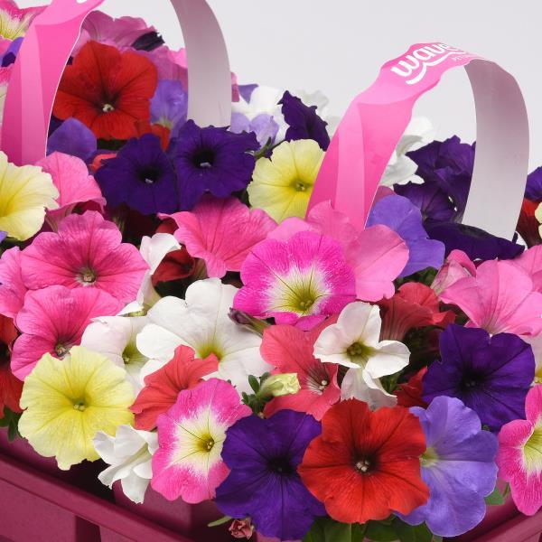 Petunia x 'Formula Mixture' ~ E3 Easy Wave® Formula Mixture Spreading Petunia-ServeScape