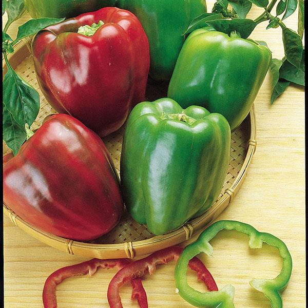 Capsicum annuum 'California Wonder' ~ California Wonder Bell Pepper-ServeScape