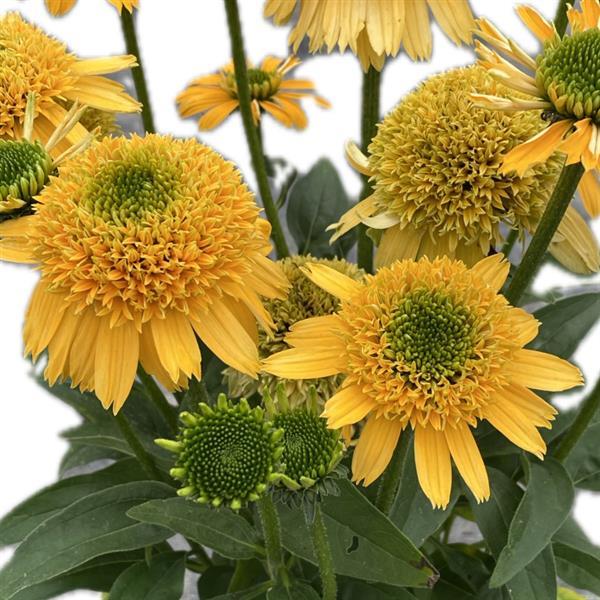Echinacea purpurea 'SunMagic Double Yellow' ~ Monrovia® SunMagic® Double Yellow Echinacea-ServeScape