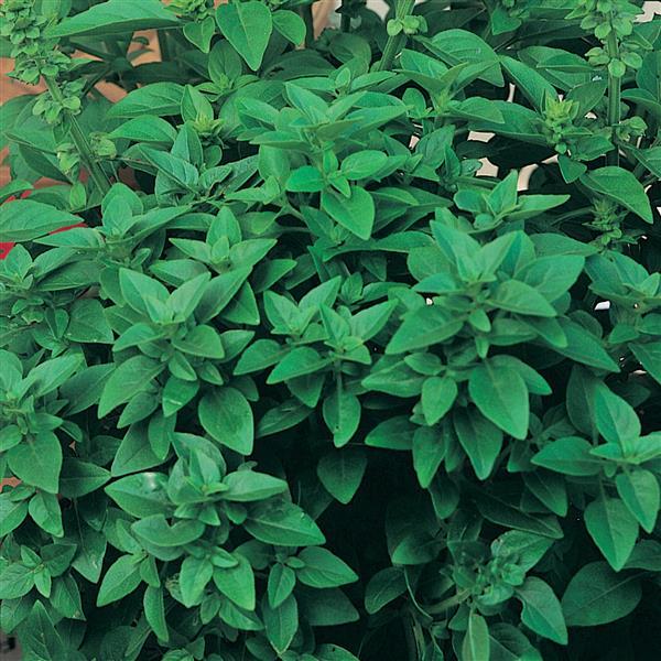 Ocimum basilicum var. minimum 'Spicy Globe' ~ Spicy Globe Basil-ServeScape