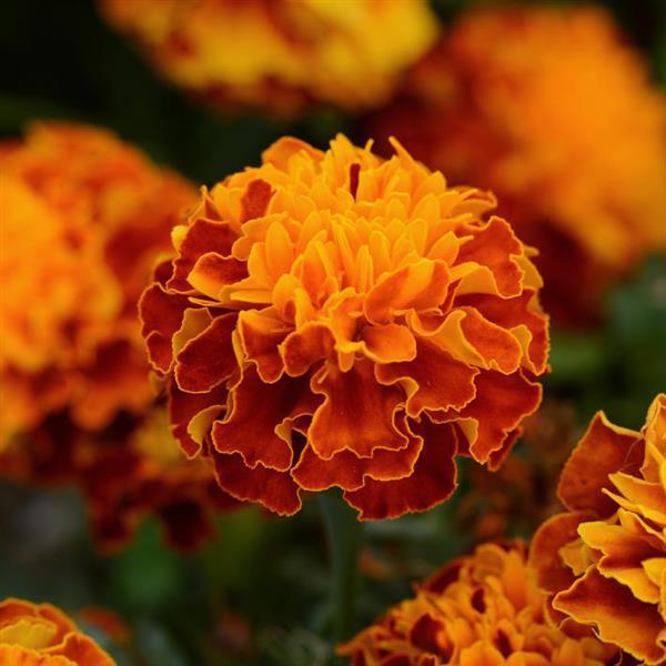 Tagetes patula 'PAS1077387' ~ Hot Pak® Harmony French Marigold-ServeScape