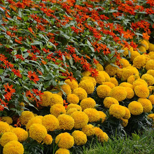 Tagetes erecta 'PAS1060547' ~ Taishan® Gold African Marigold-ServeScape