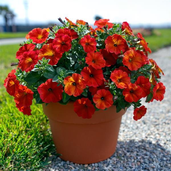 Petchoa 'SAKPXC034' ~ SuperCal® Red Maple Petchoa-ServeScape