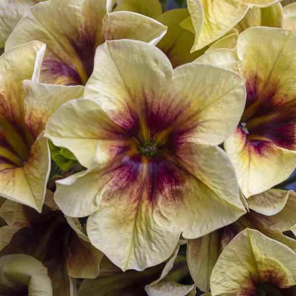 Petunia hybrid 'Crazytunia Bananarama’ ~ Crazytunia® Bananarama Petunia-ServeScape