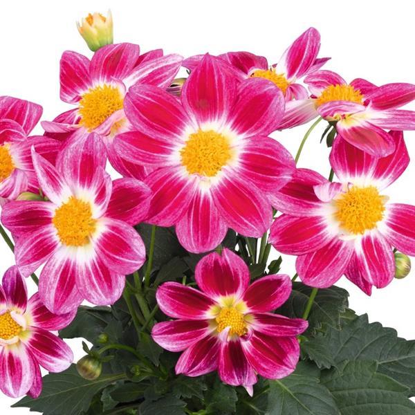 Dahlia 'Summer Bees Purple Bicolor' ~ Summer Bees Purple Bicolor Dahlia-ServeScape