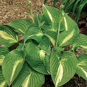 Hosta 'Ann Kulpa' ~ Ann Kulpa Hosta-ServeScape