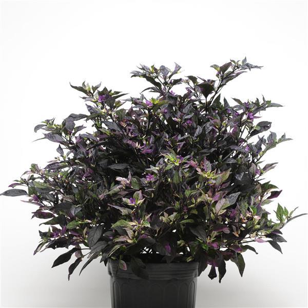 Capsicum annuum 'Purple Flash' ~ Purple Flash Ornamental Pepper-ServeScape