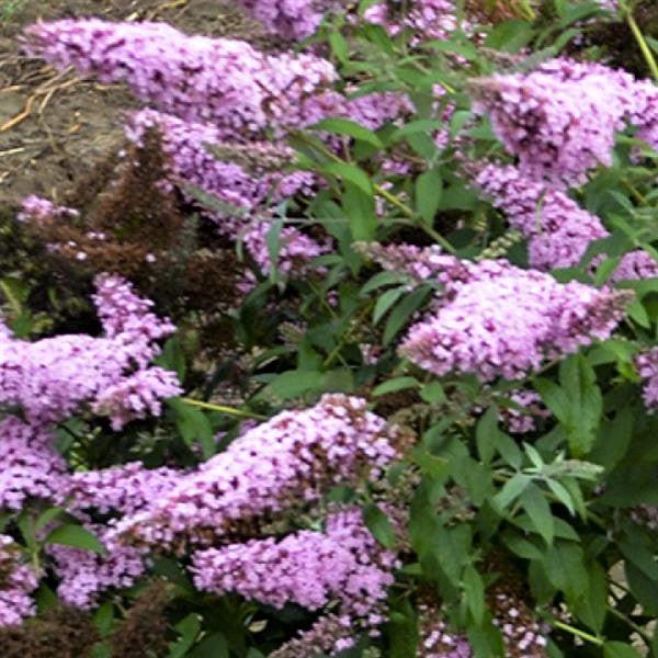 Buddleia 'Princess Pink' PP33665 ~ MONARCH® Princess Pink Butterfly Bush-ServeScape