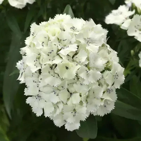 Dianthus 'PAS1514687' ~ Dart™ White Dianthus-ServeScape