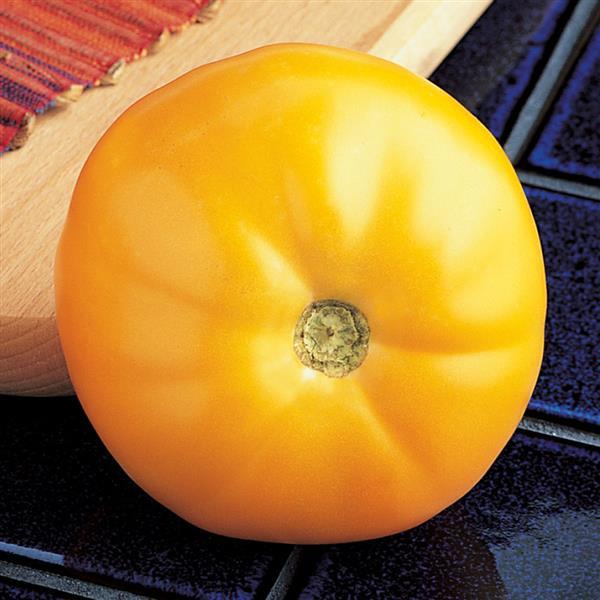 Solanum lycopersicum 'California Gold' ~ California Gold Tomato-ServeScape