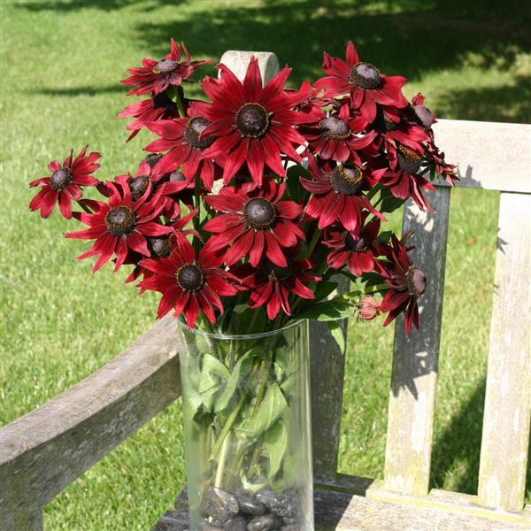 Rudbeckia hirta ‘Cherry Brandy’ ~ Cherry Brandy Black-eyed Susan-ServeScape