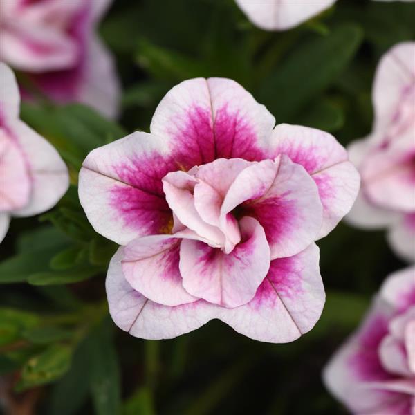 Calibrachoa hybrida 'KLECA18085' ~ MiniFamous® Uno Double Pinktastic Calibrachoa-ServeScape
