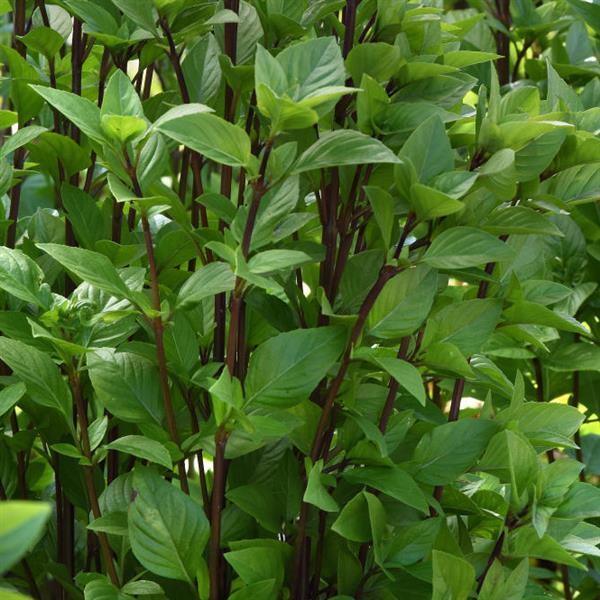 Ocimum basilicum 'Everleaf Thai Towers' ~ Everleaf Thai Towers Basil-ServeScape