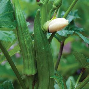 Abelmoschus esculentus 'Clemson Spineless' ~ Clemson Spineless Okra-ServeScape