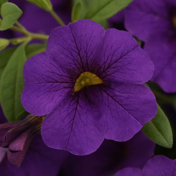 Calibrachoa hybrid 'Balcabightlu' ~ Cabaret® Midnight Blue Calibrachoa-ServeScape