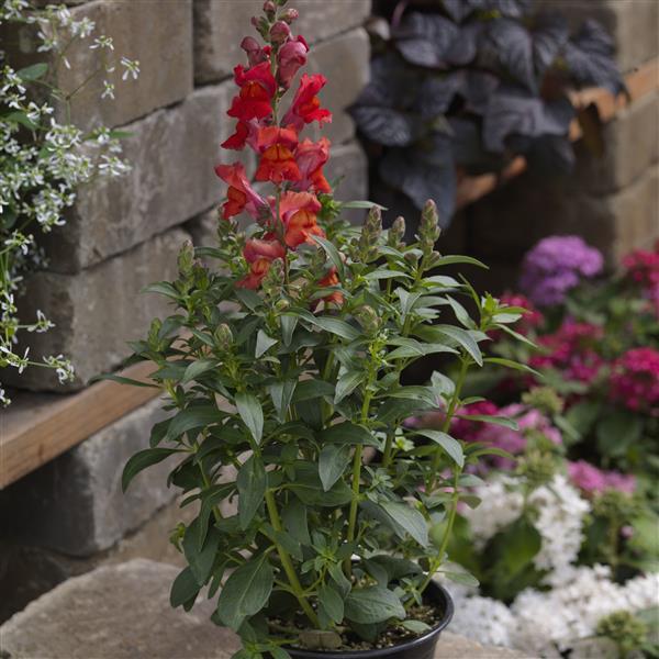 Antirrhinum majus 'Snaptastic Orange Flame' ~ Snaptastic™ Orange Flame Snapdragon-ServeScape