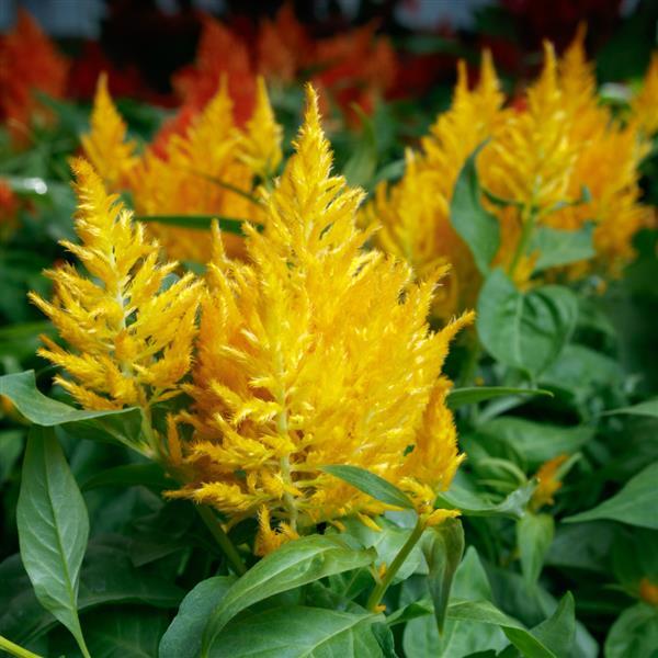 Celosia plumosa 'Flamma Golden' ~ Flamma Golden Celosia-ServeScape