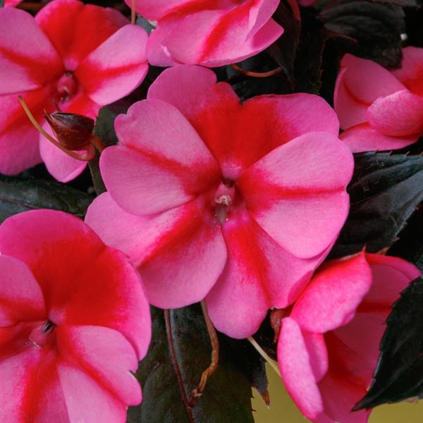 Impatiens x hybrida 'SAKIMP070' ~ SunPatiens® Compact Red Candy Impatiens-ServeScape