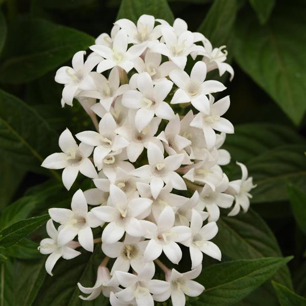 Pentas lanceolata 'Lucky Star White' ~ Lucky Star® White Star Flower-ServeScape
