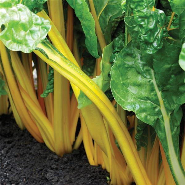 Beta Vulgaris 'Eldorado' ~ Eldorado Swiss Chard-ServeScape