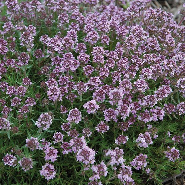 Thymus x citriodorus 'Spicy Orange' ~ Spicy Orange Thyme-ServeScape