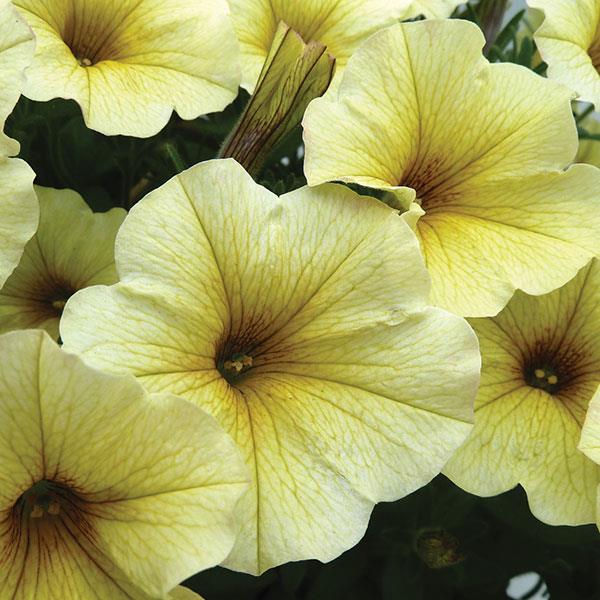 Petchoa 'SAKPXC017' ~ SuperCal® Light Yellow Petchoa-ServeScape