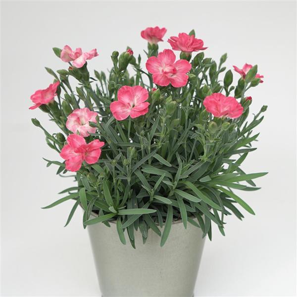 Dianthus x 'KLEDG23495' ~ EverLast™ Peach Dianthus-ServeScape